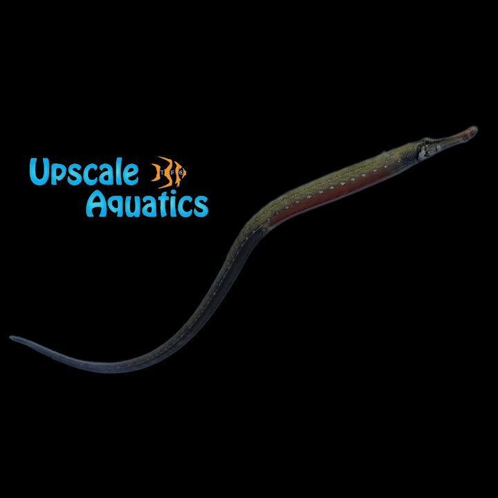 Kaup's African Freshwater Pipefish (Enneacampus kaupi)