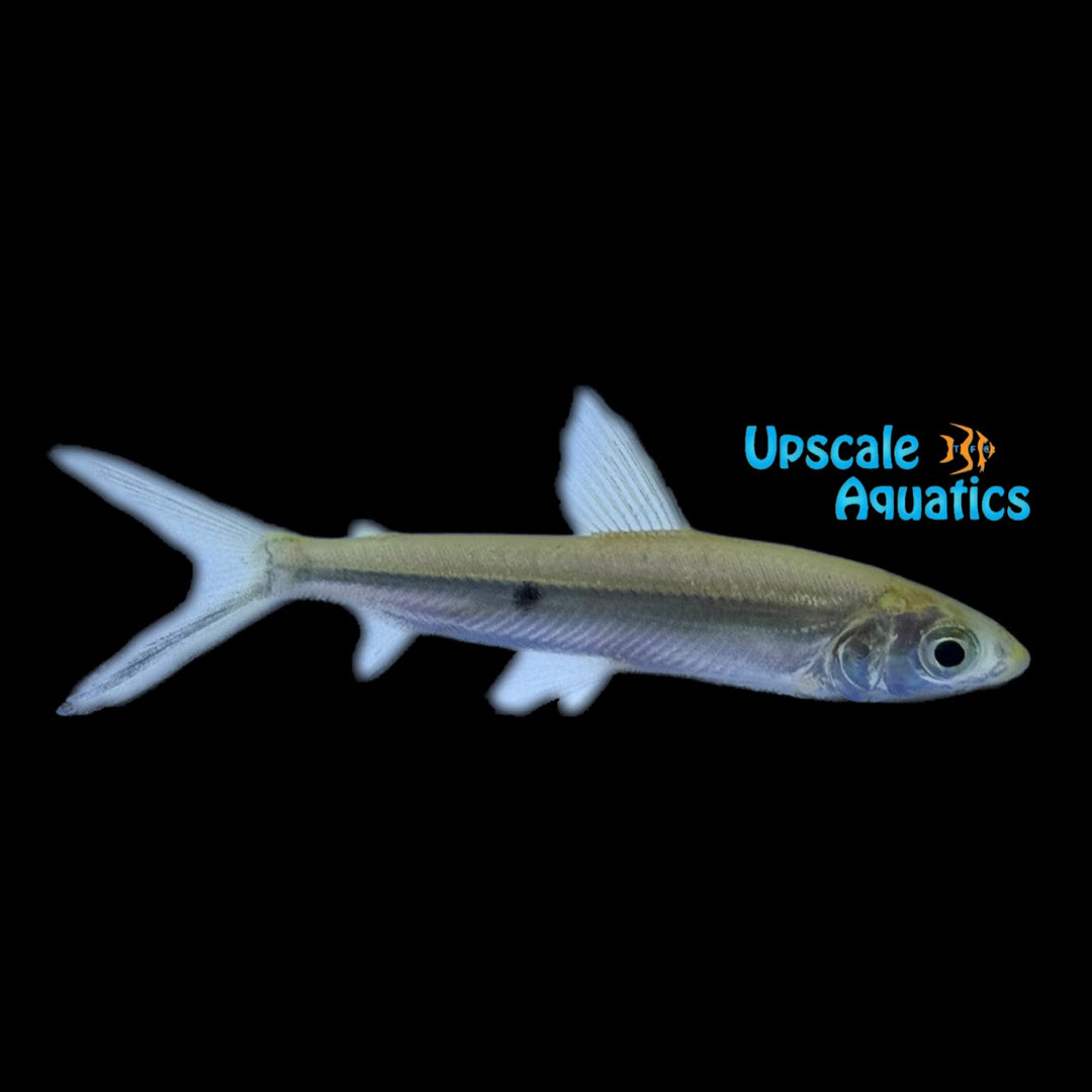 One Spot Hemiodus (Hemiodus unimaculatus)