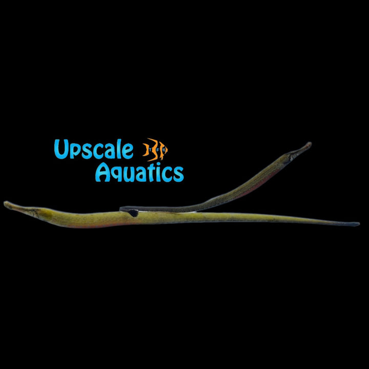 Kaup's African Freshwater Pipefish (Enneacampus kaupi)