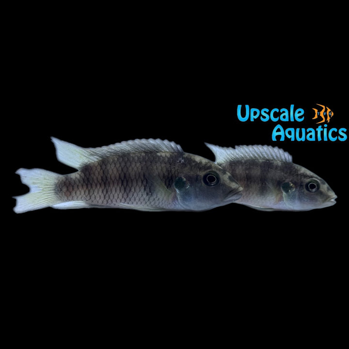 Benitochromis Batesii 'Akok'