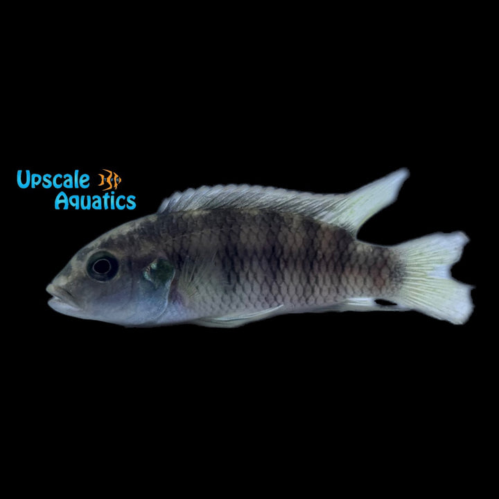 Benitochromis Batesii 'Akok'