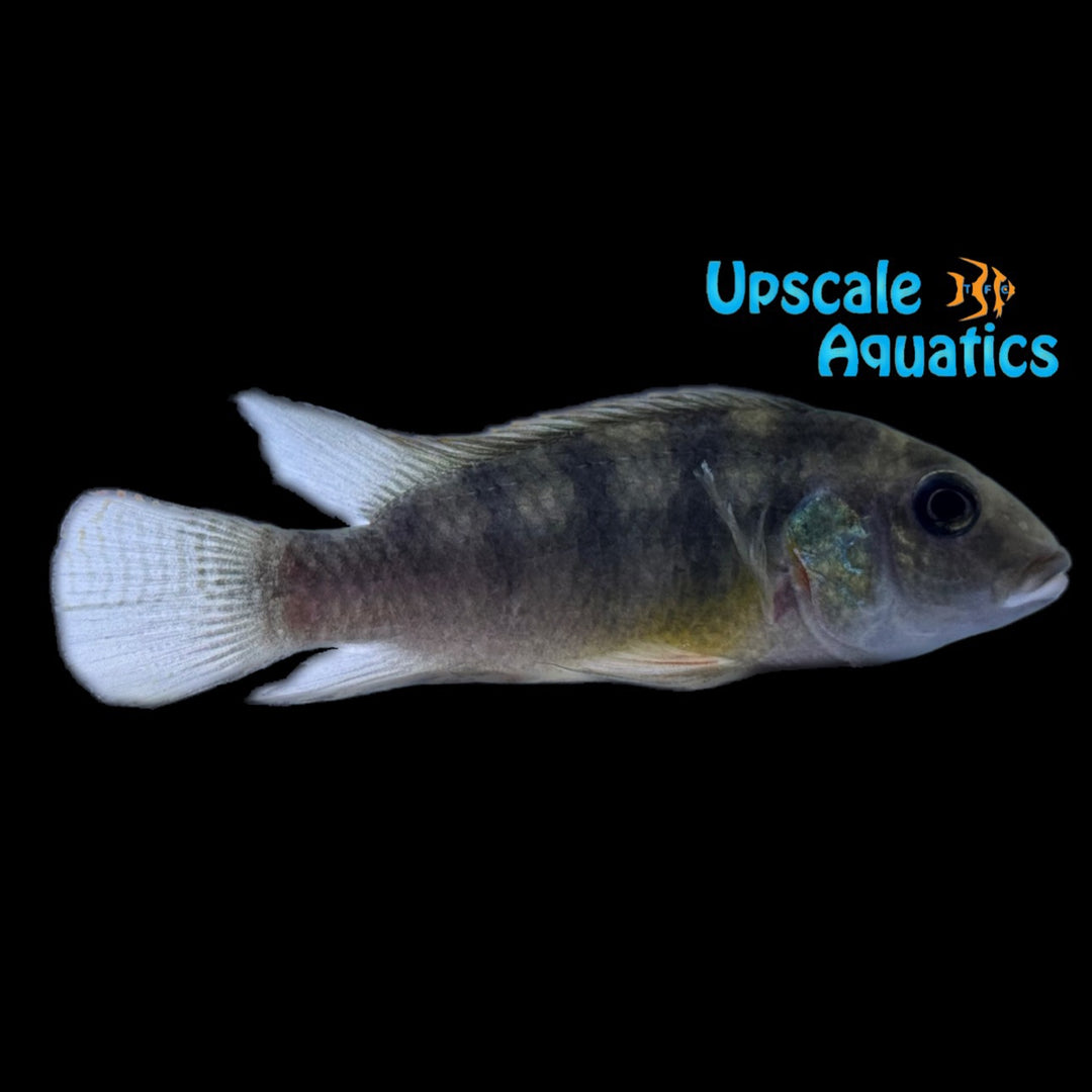 Benitochromis Uffermani 'Mundemba'