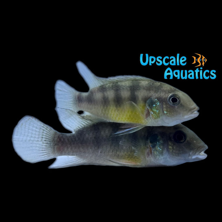 Benitochromis Uffermani 'Mundemba'