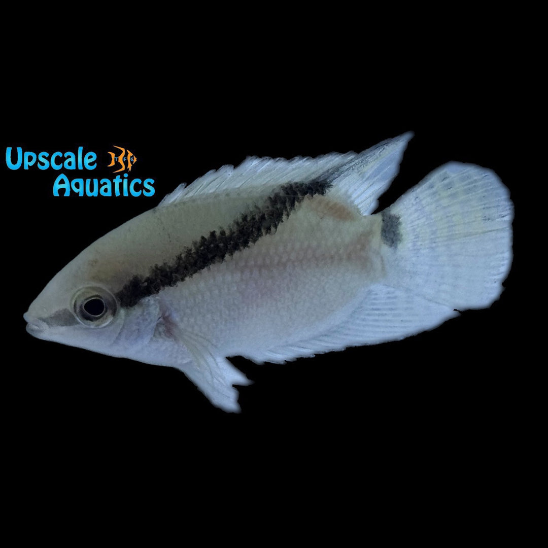 Acora Festivum Cichlid (Mesonauta acora)