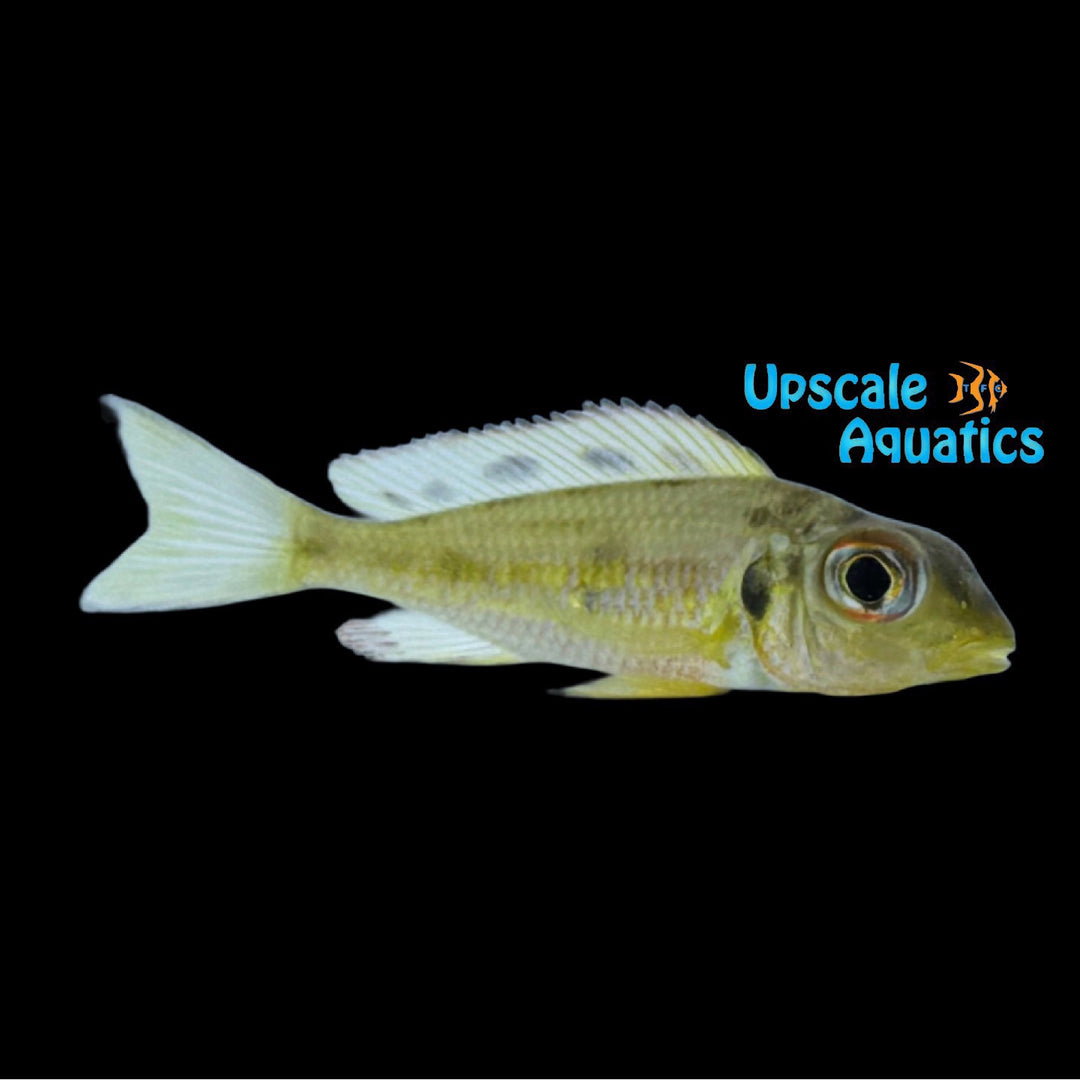Callochromis Melanostigma