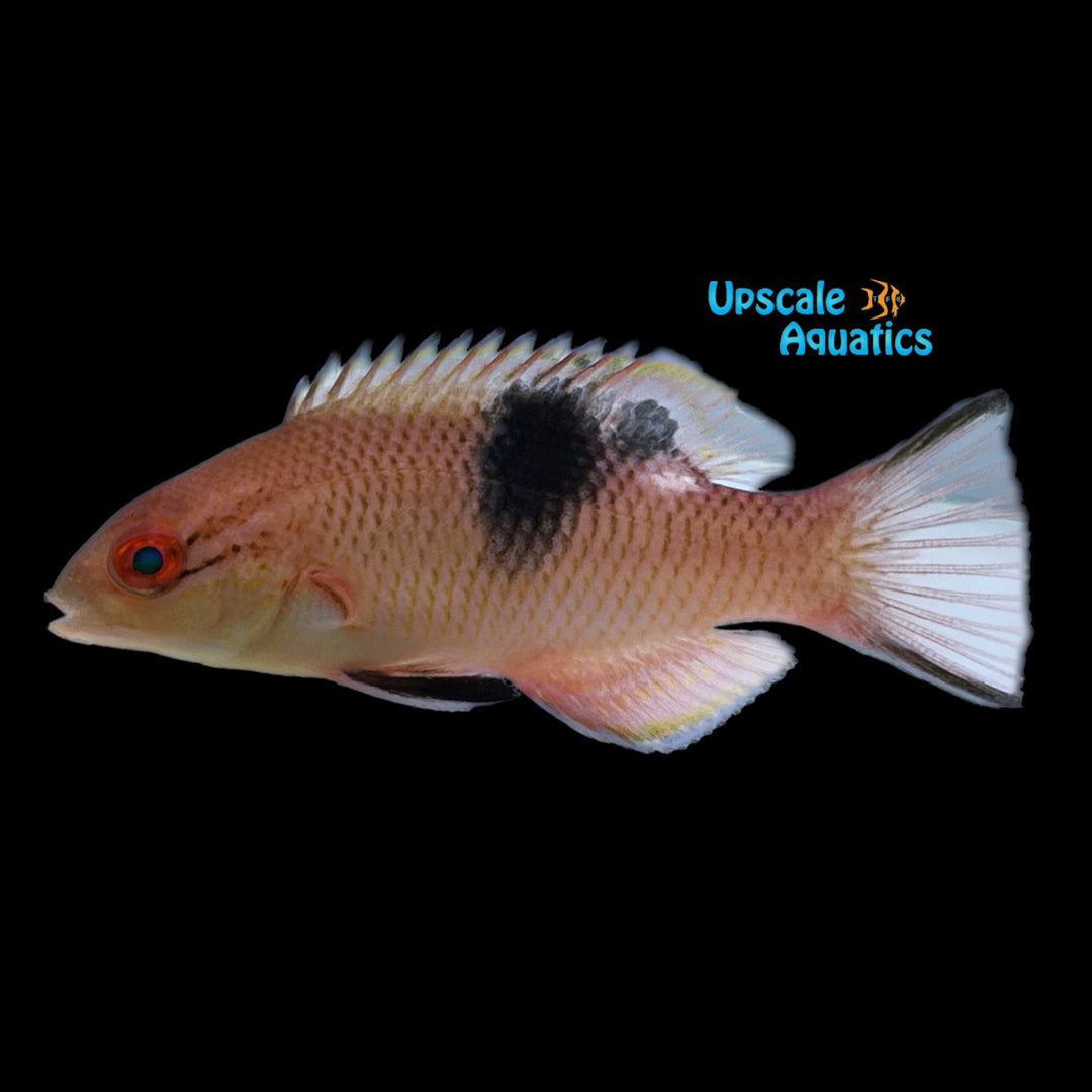 Blackbar Hogfish (Bodianus speciosus)