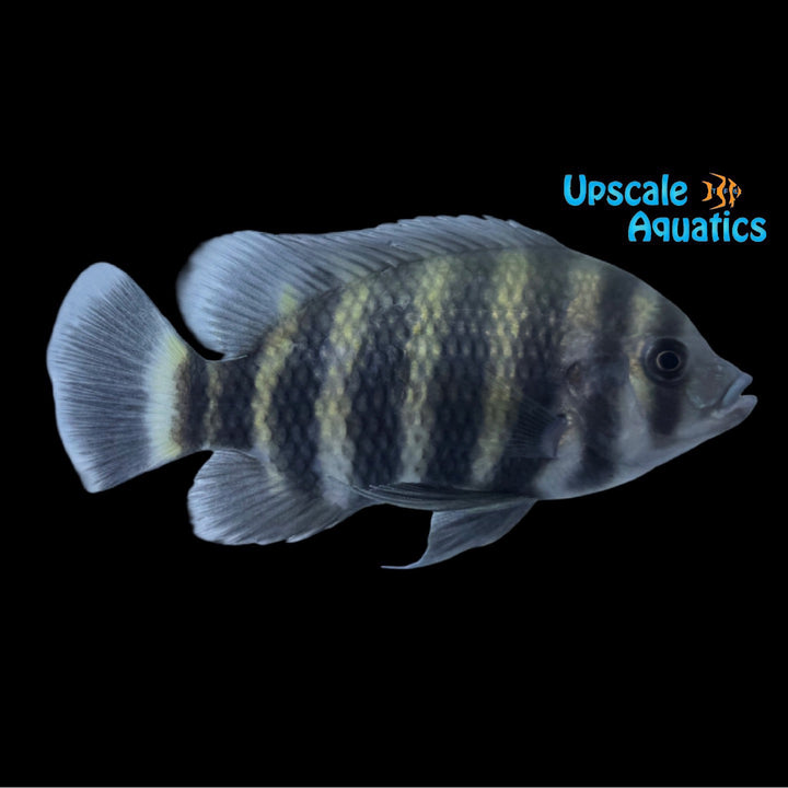 Buttikoferi Cichlid (Heterotilapia buttikoferi)