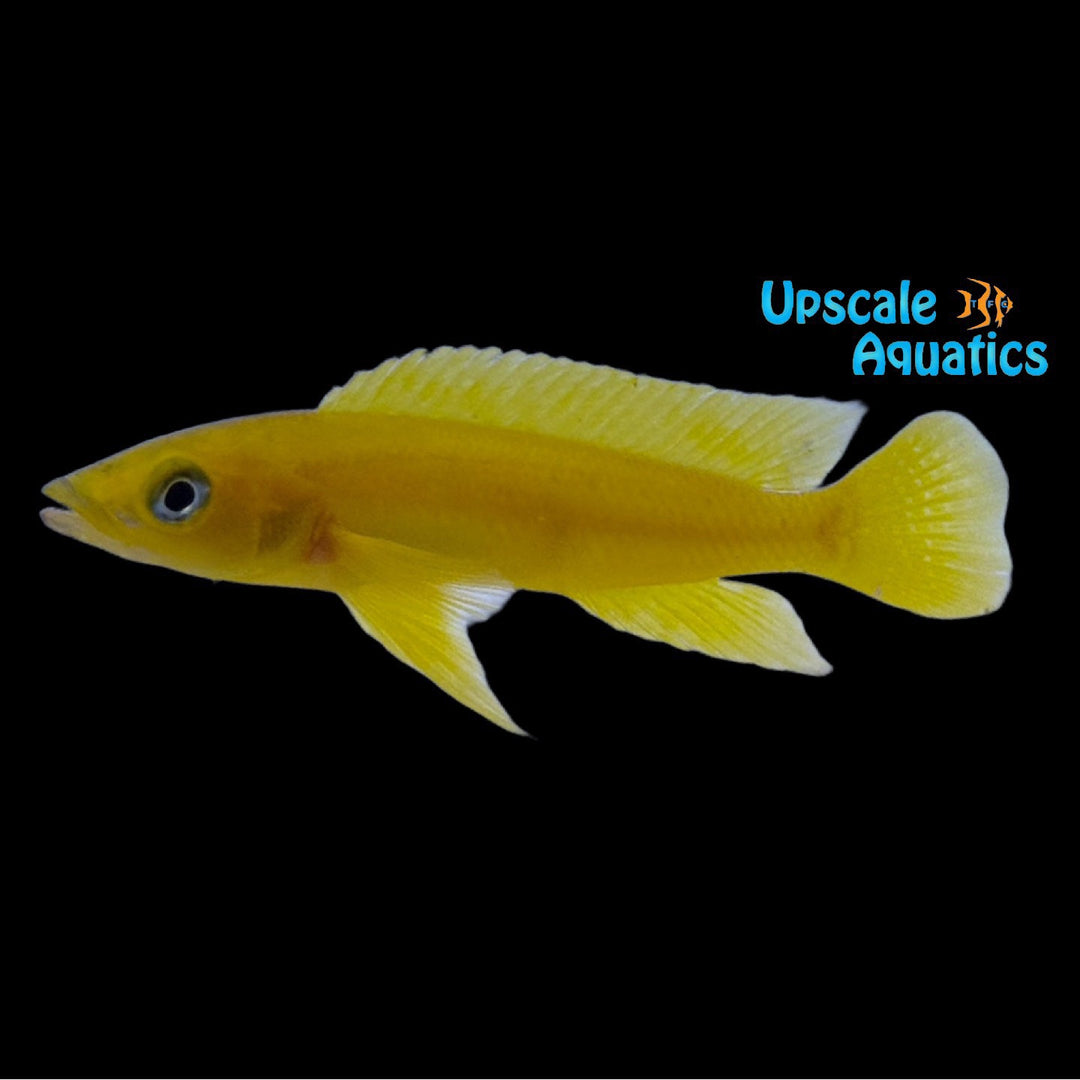 Neolamprologus Longior 'Halembe'