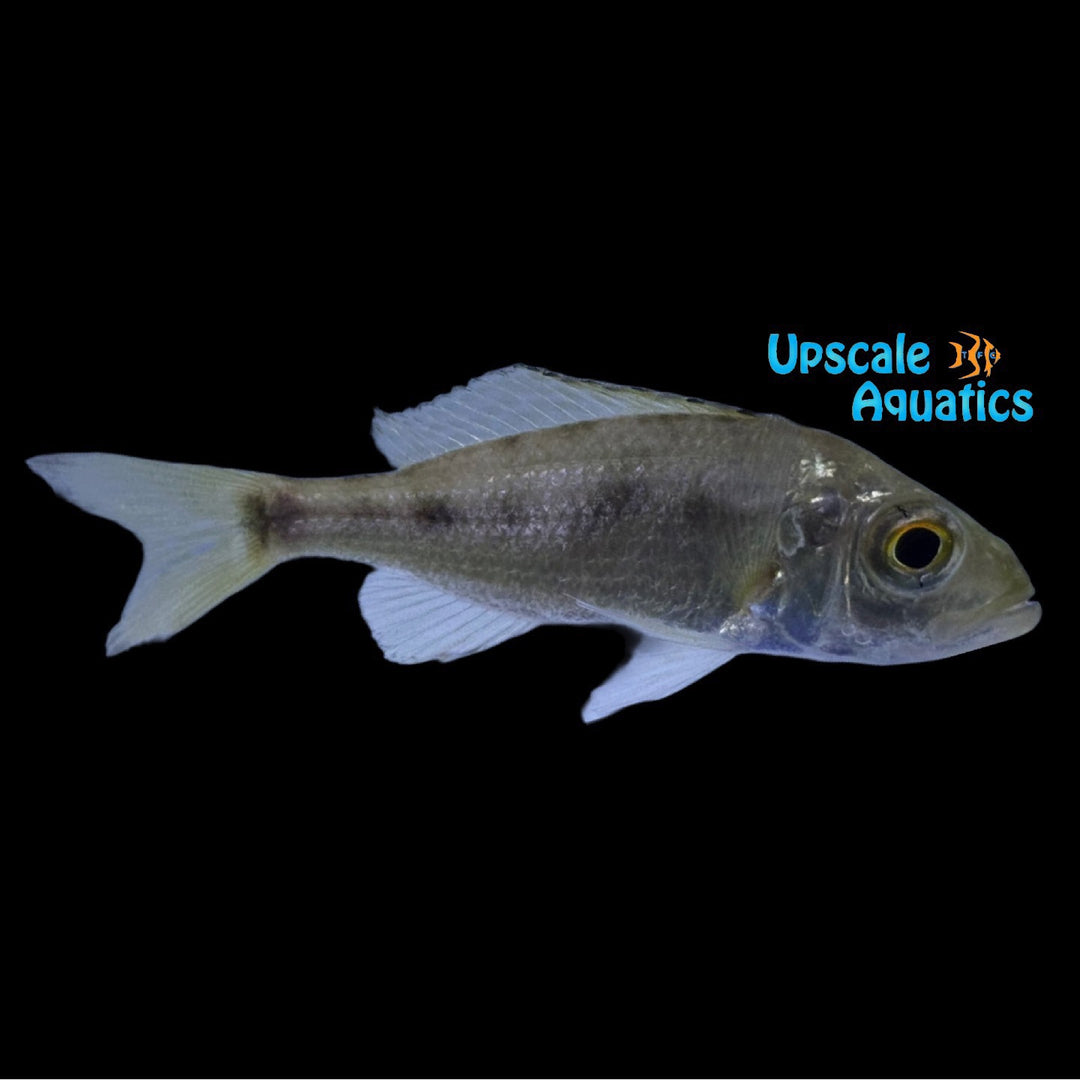 Aulonocranus Dewindti