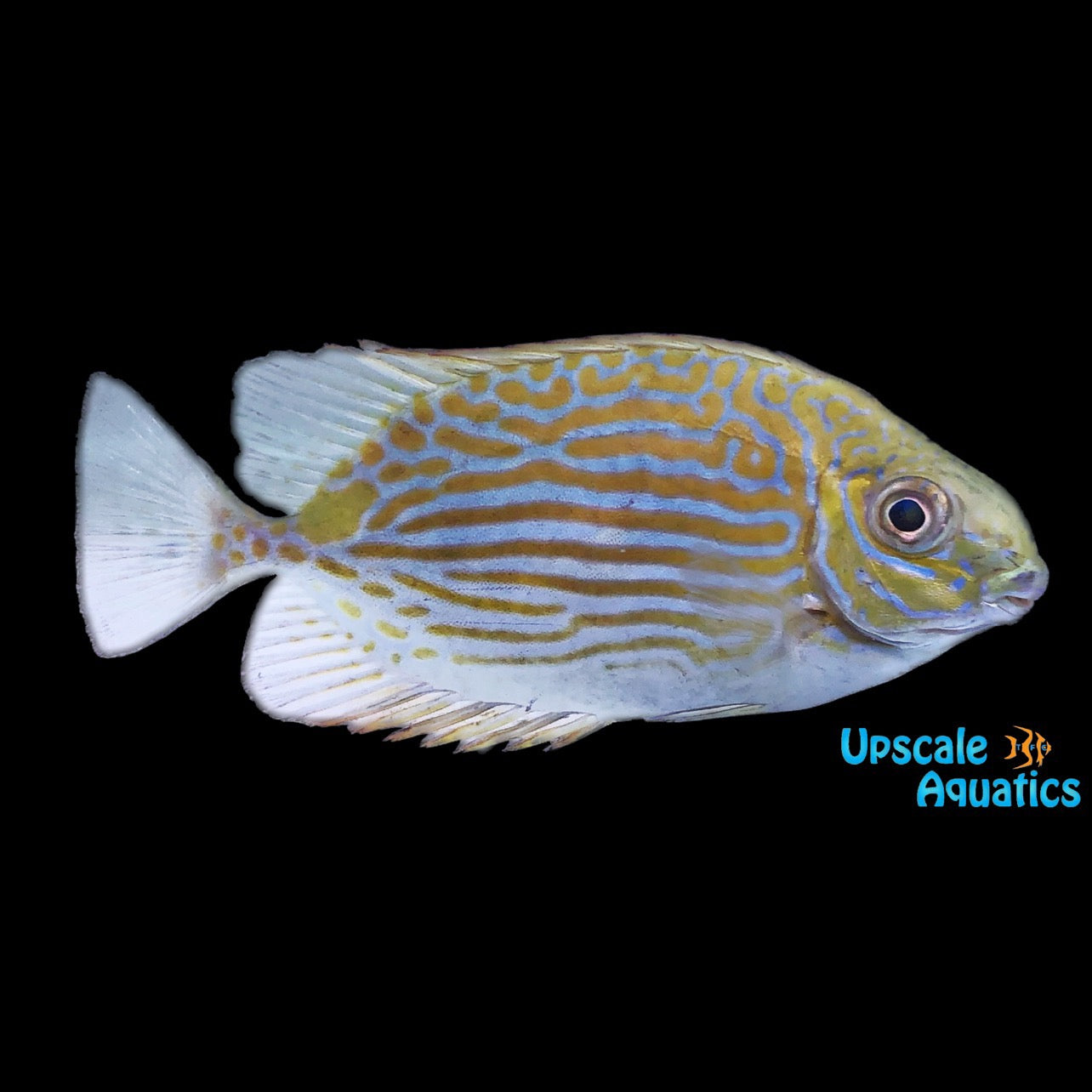 Gold Line Rabbitfish (Siganus lineatus) – Upscale Aquatics