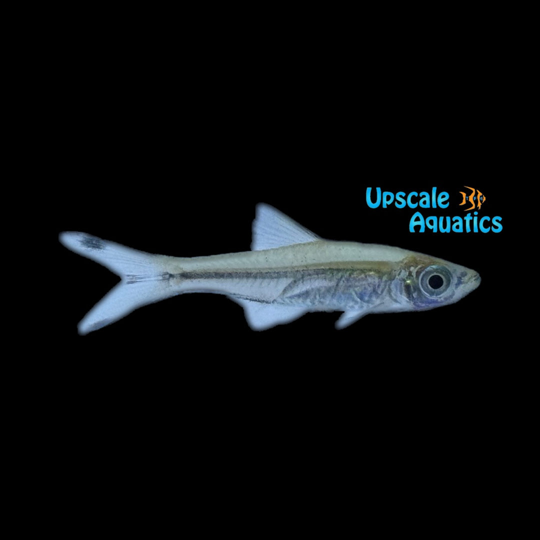 Scissortail Rasbora (Rasbora trilineata)