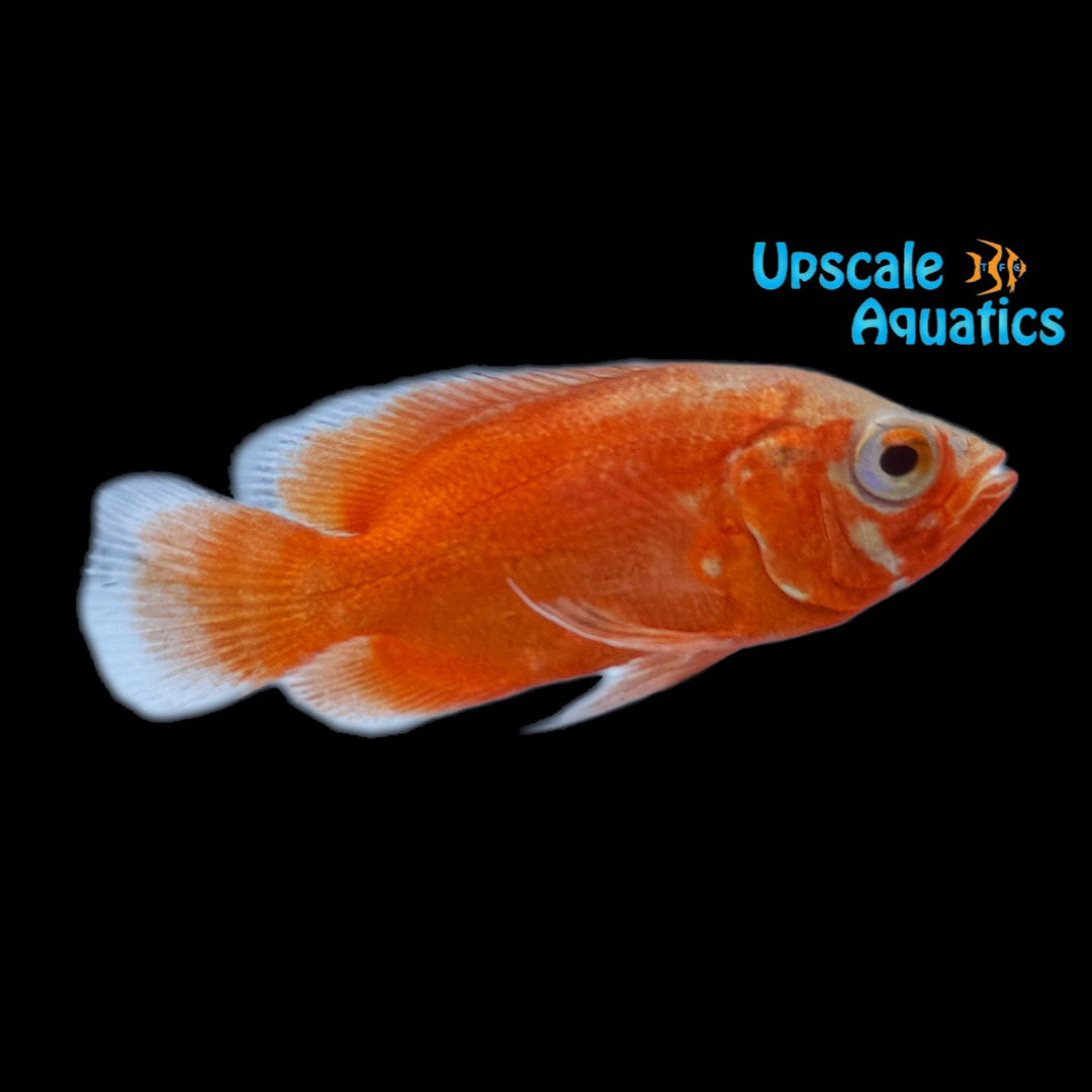 Albino Super Red Oscar (Astronotus ocellatus)