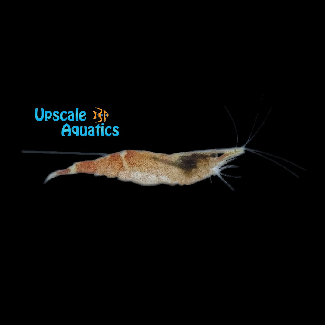 Ninja Shrimp (Caridina serratirostris)
