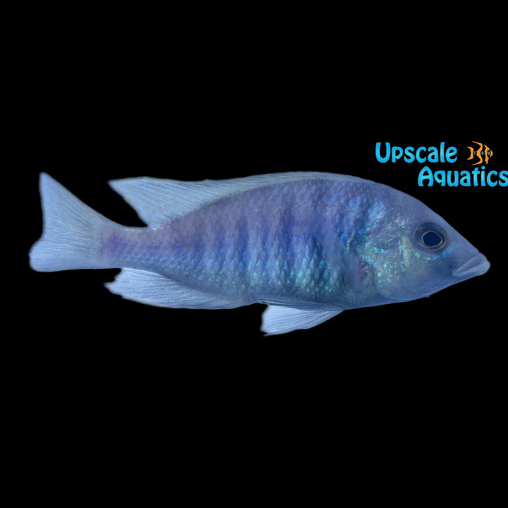 Deepwater Hap (Placidochromis electra)