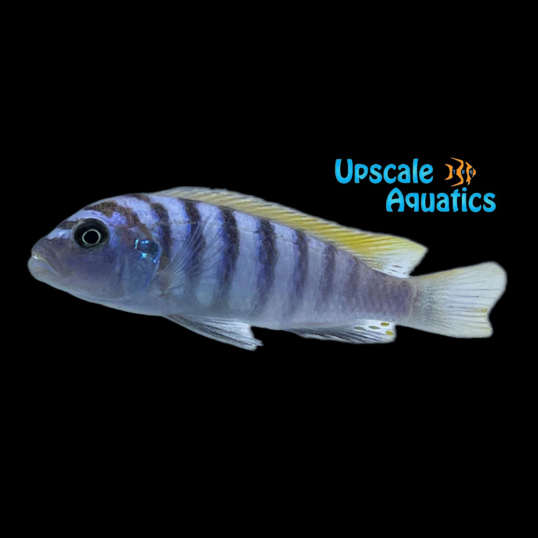 Jalo Reef Afra Cichlid (Cynotilapia zebroides 'Jalo Reef')