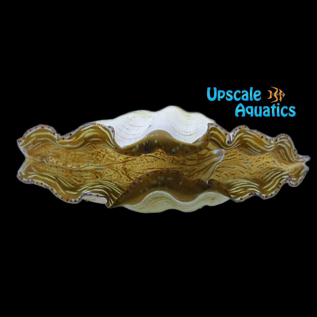 Derasa Clam (Tridacna derasa)