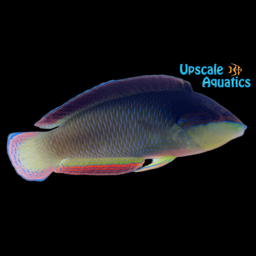 China Wrasse (Anampses neoguinaicus)