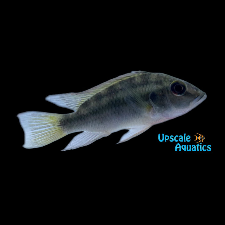 Gunther's Mouthbrooder Cichlid (Chromidotilapia guntheri)