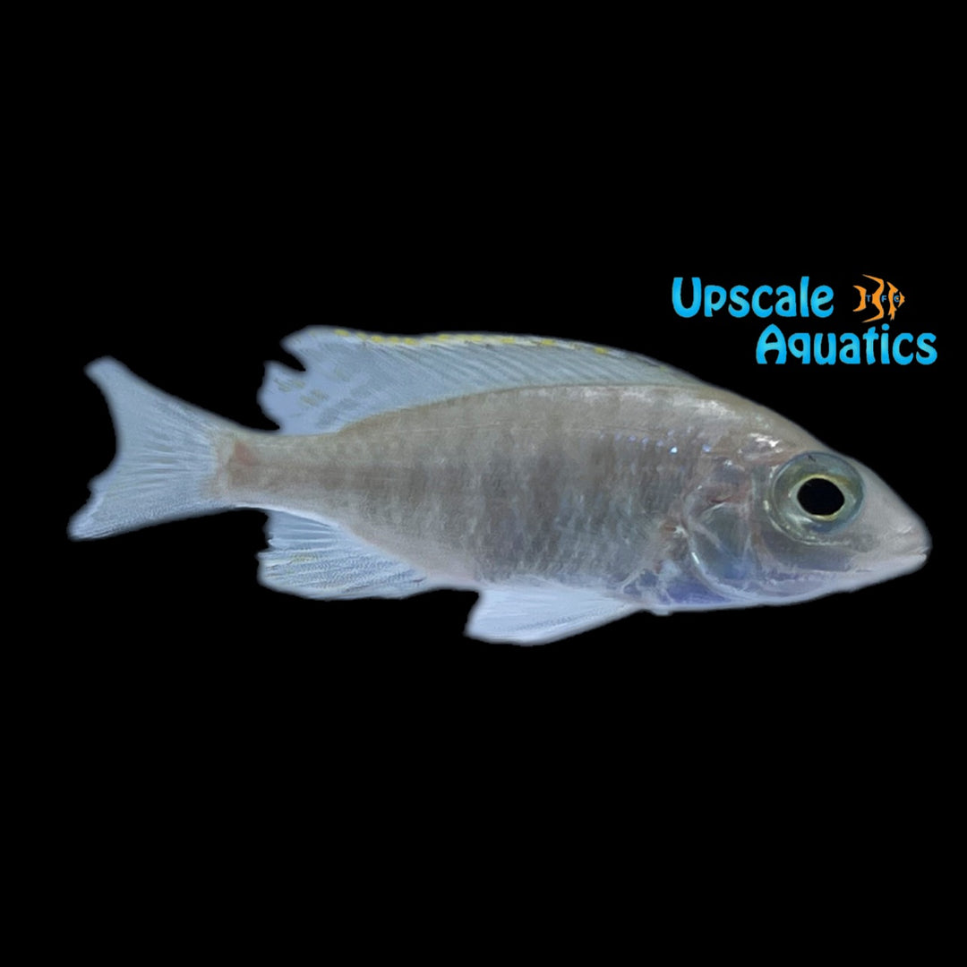 Jalo Reef Hap (Placidochromis sp. Jalo Reef)