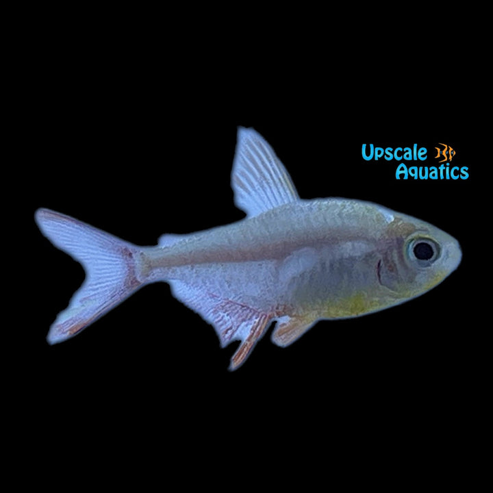 Gold Colombian Tetra (Hyphessobrycon columbianus gold)