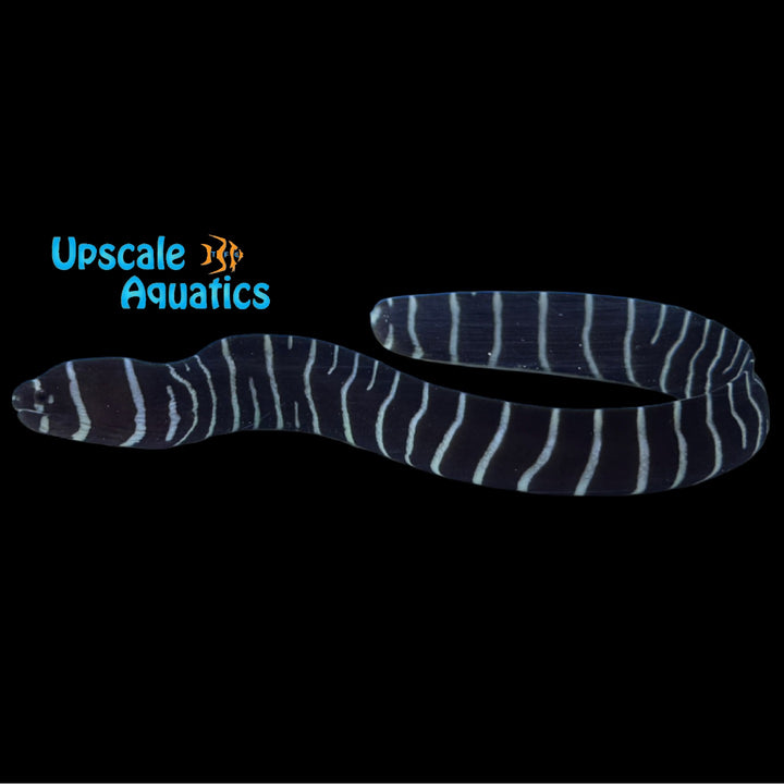 Zebra Moray Eel (Gymnomuraena zebra)