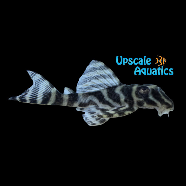 Yellow Zebra Pleco L199 (Hypancistrus furunculus)