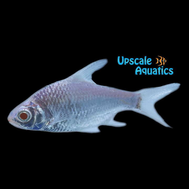 Albino Platinum Tinfoil Barb (Barbonymus altus)