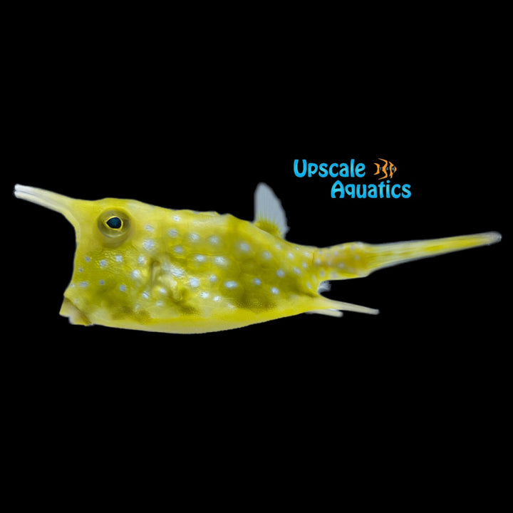 Longhorn Cowfish (Lactoria cornuta)