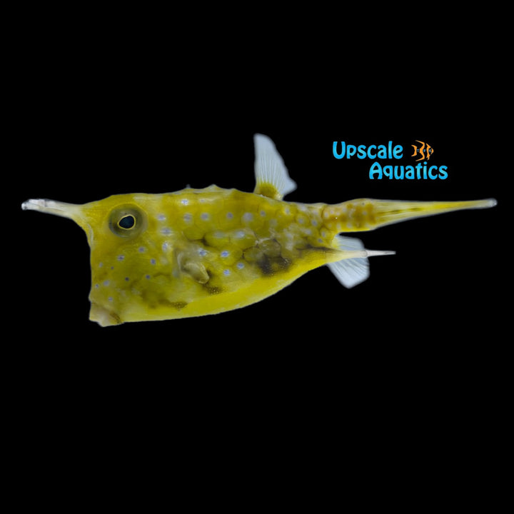 Longhorn Cowfish (Lactoria cornuta)