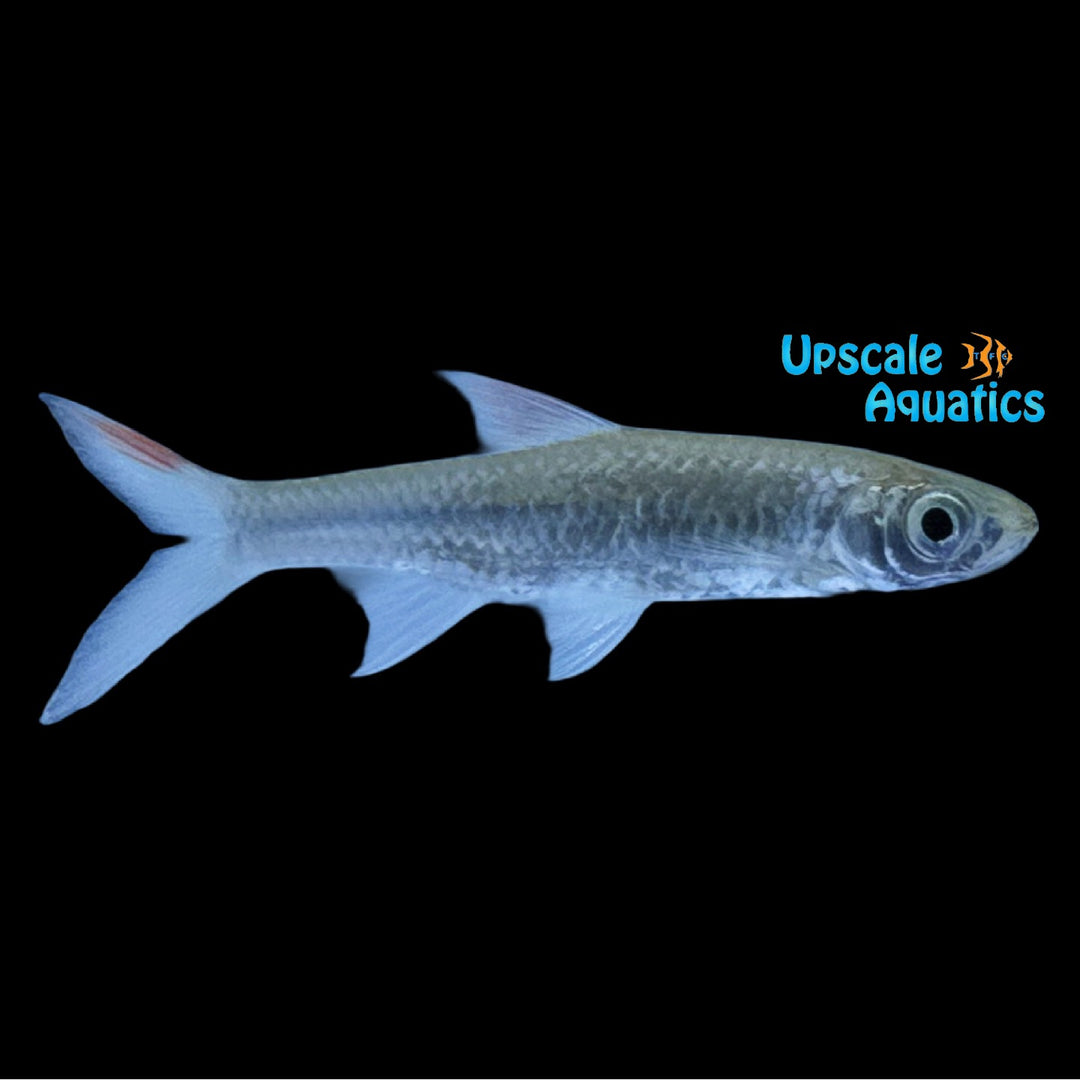 Sabah Rasbora (Rasbora rheophila)