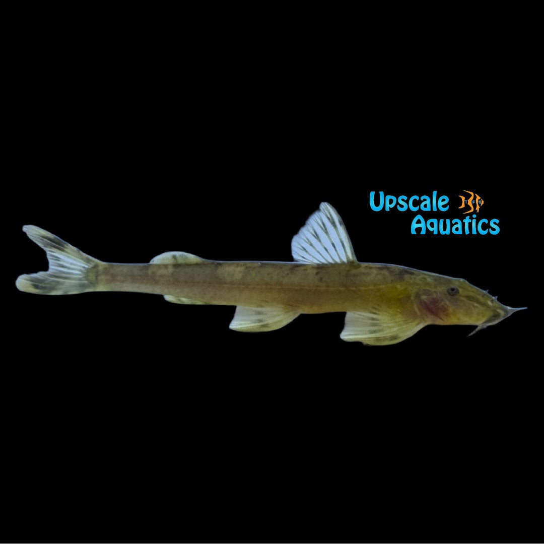 Banded Mountain Catfish (Amphilius rheophilus)