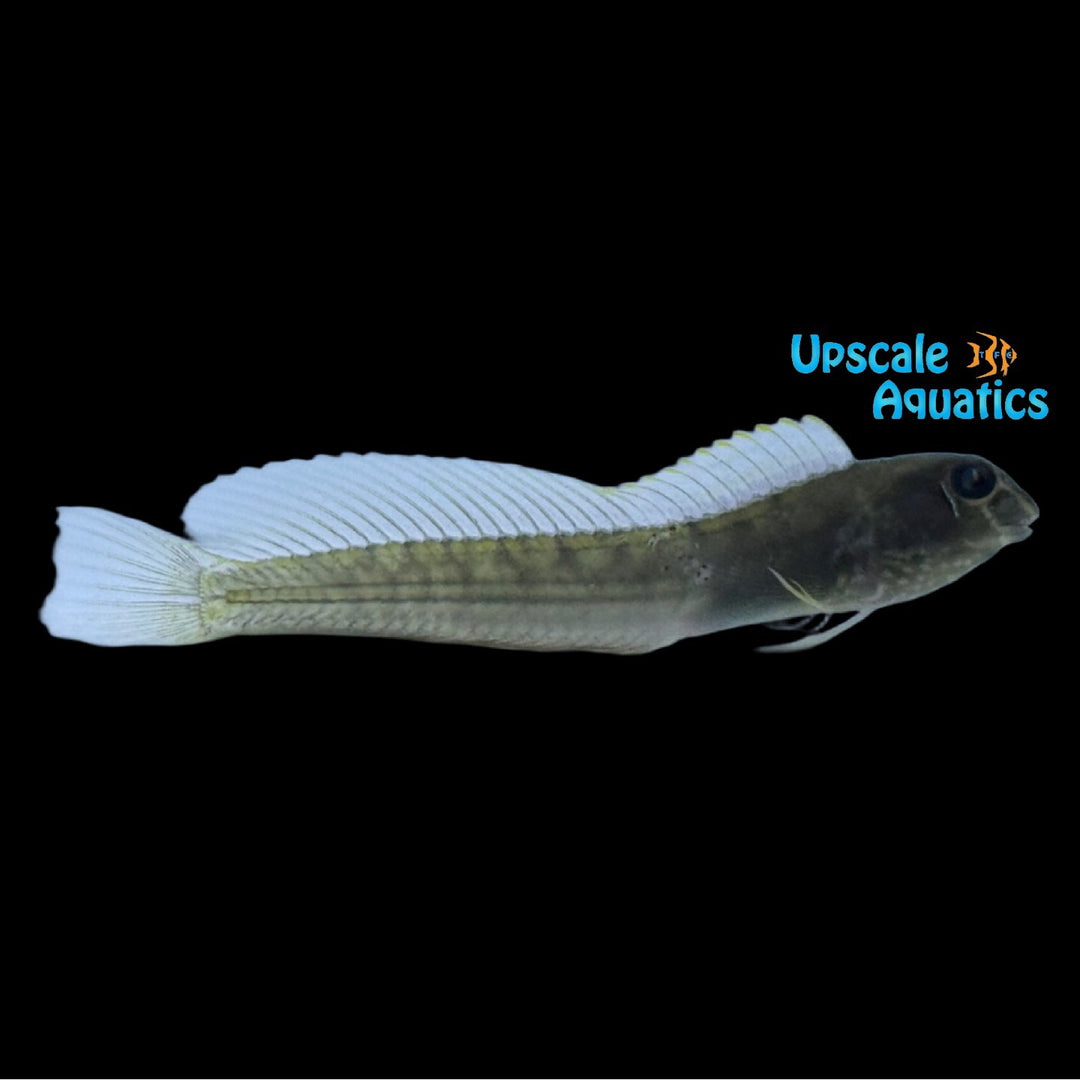 Gossamer Freshwater Blenny (Omobranchus ferox)