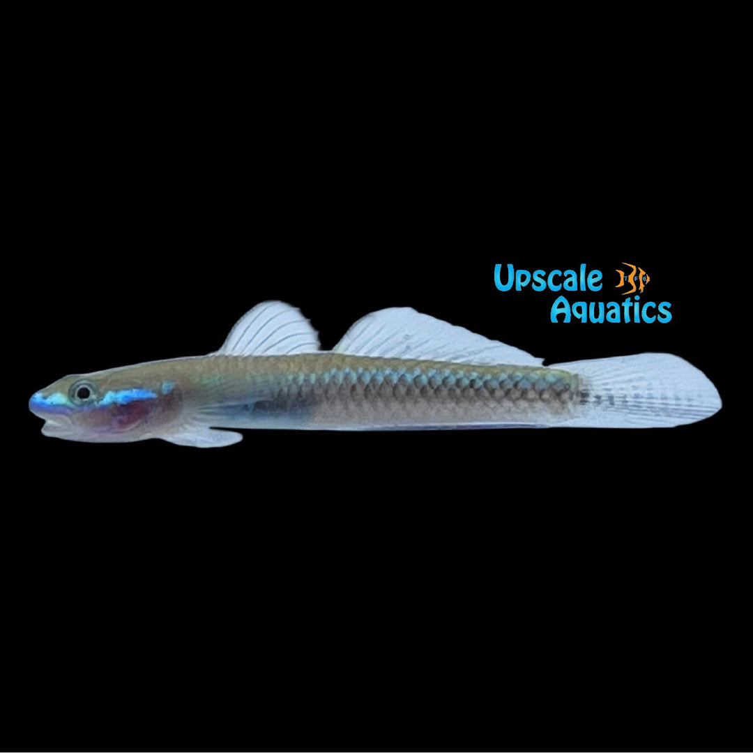 Neon Blue Stiphodon Goby (Stiphodon atropurpureus)