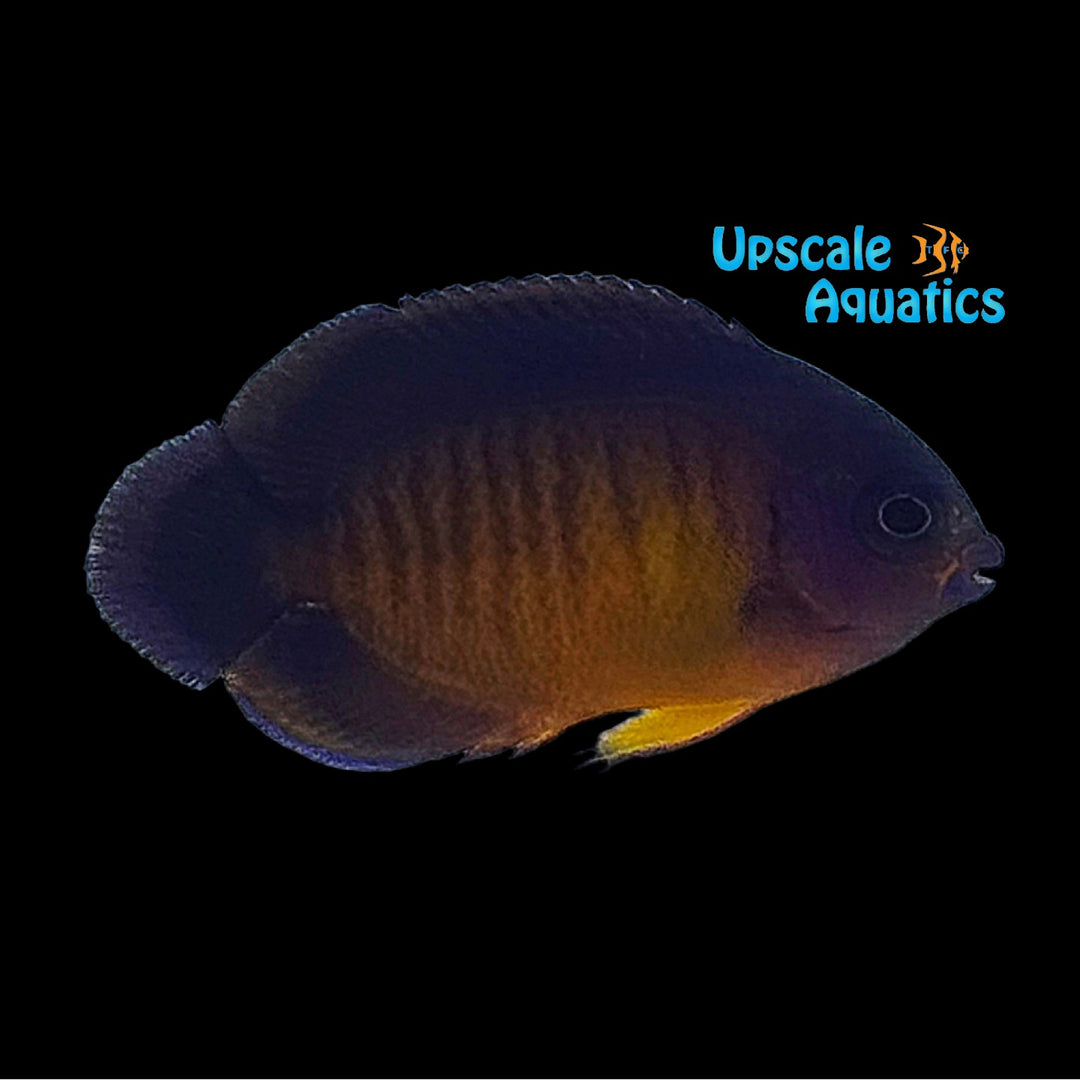 Palau Coral Beauty Angelfish 'Captive Bred' (Centropyge bispinosa)
