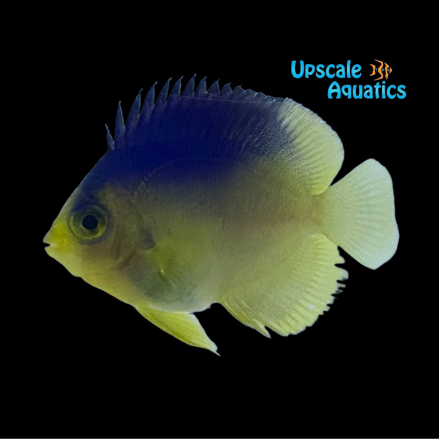 Colin's Angelfish 'Captive Bred' (Paracentropyge colini) – Upscale Aquatics