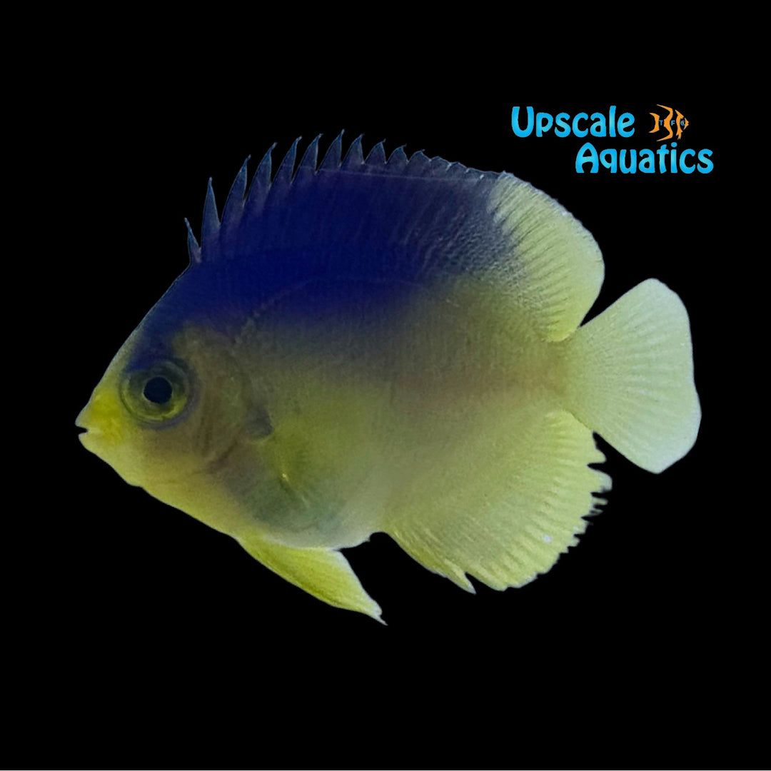 Colin's Angelfish 'Captive Bred' (Paracentropyge colini)