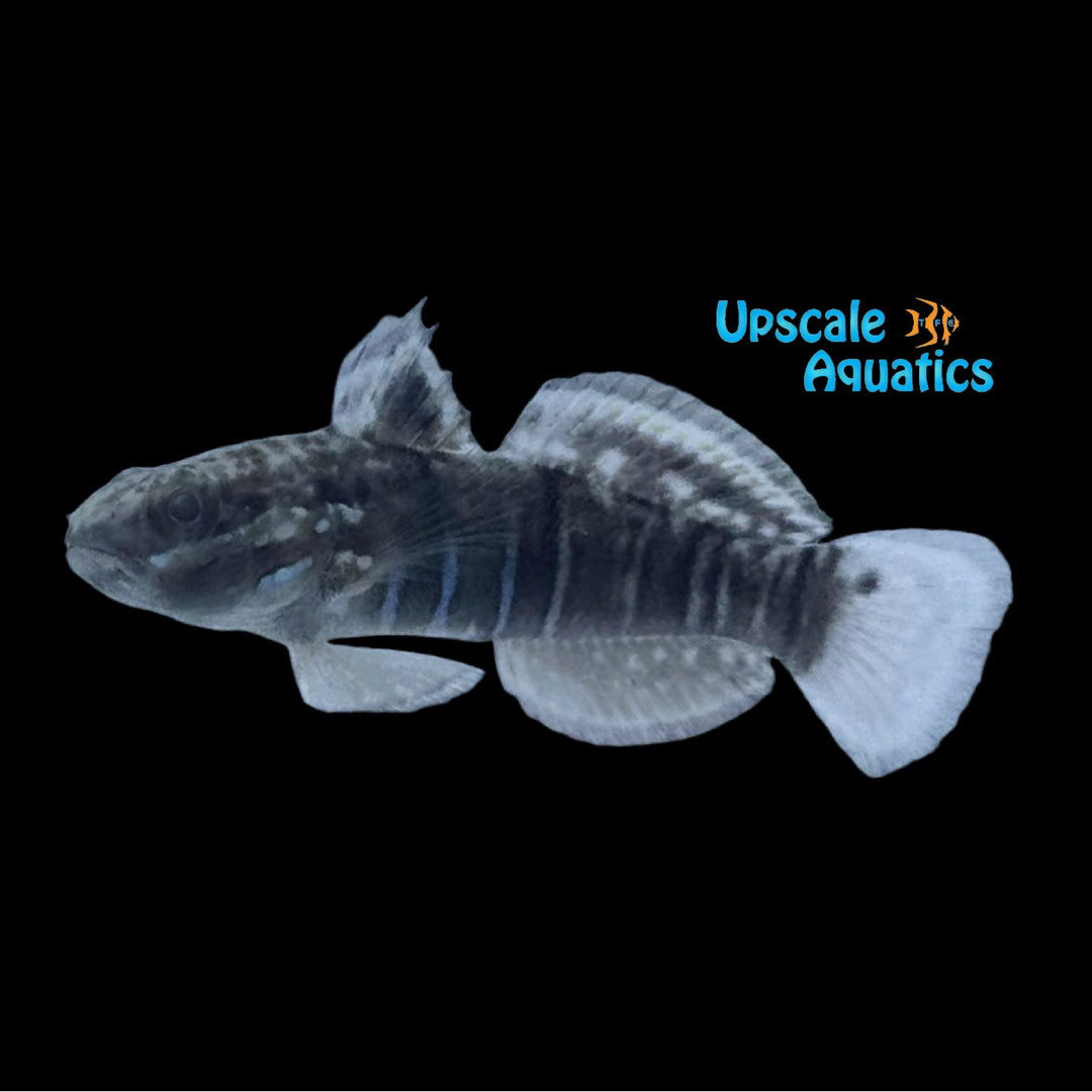 Dragon Sleeper Goby 'Captive Bred' (Amblygobius phalaena)