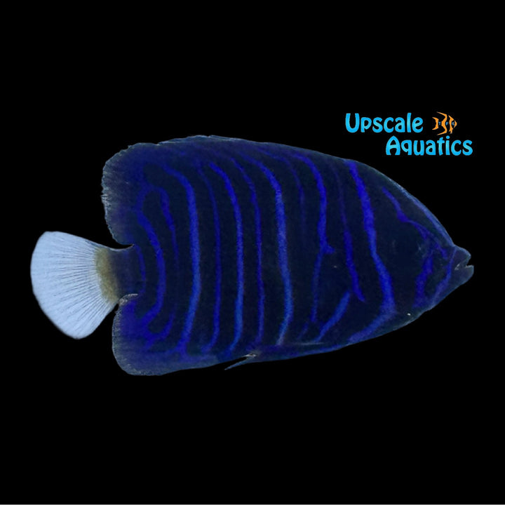 Asfur Angelfish - Juvenile 'Captive Bred' (Pomacanthus asfur)