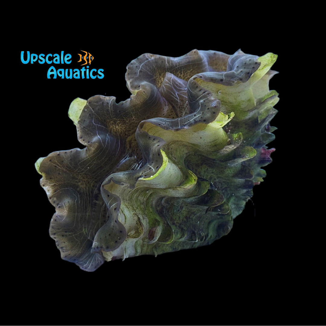 Red Sea Giant Clam - Aquacultured (Tridacna squamosina)