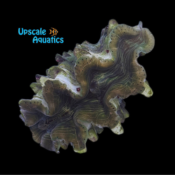 Red Sea Giant Clam - Aquacultured (Tridacna squamosina)