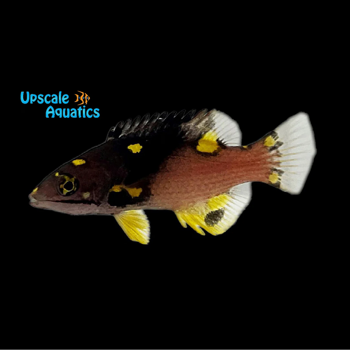 Coral 'Eclipse' Hogfish - Juvenile (Bodianus mesothorax)