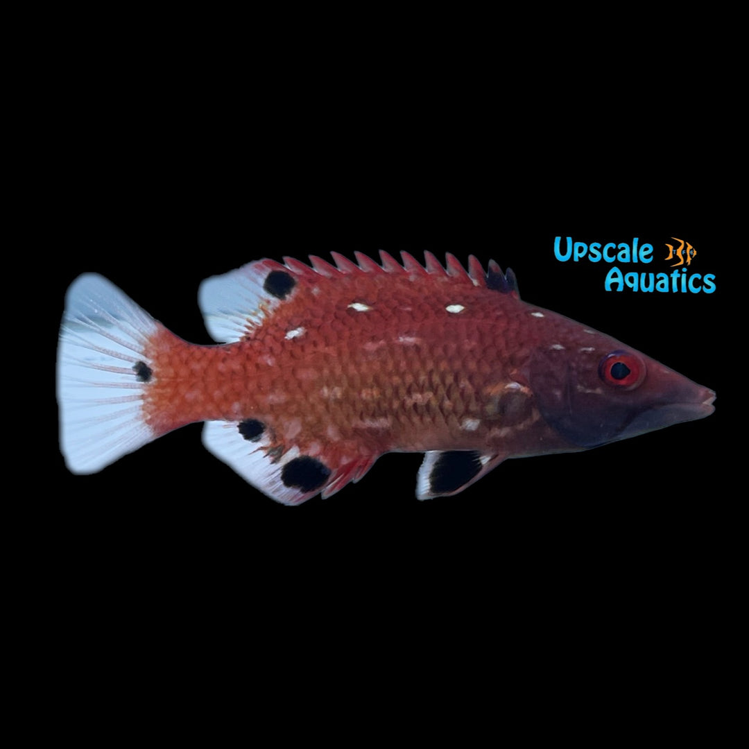 Redfin Hogfish - Juvenile (Bodianus dictynna)