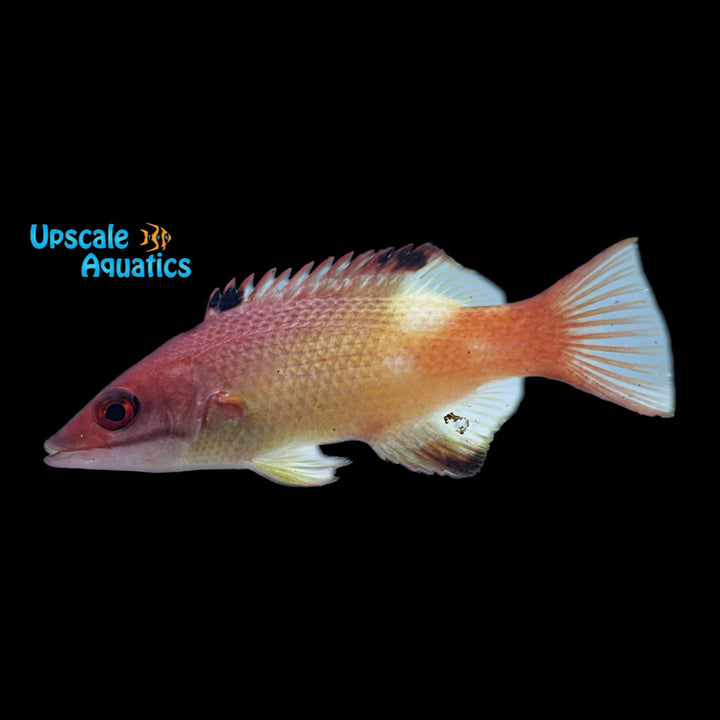 Redfin Hogfish - Adult (Bodianus dictynna)