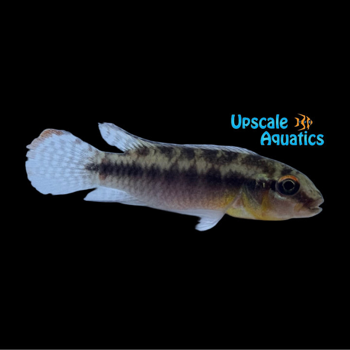 Congochromis Sabinae