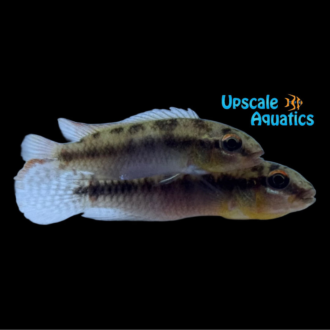 Congochromis Sabinae