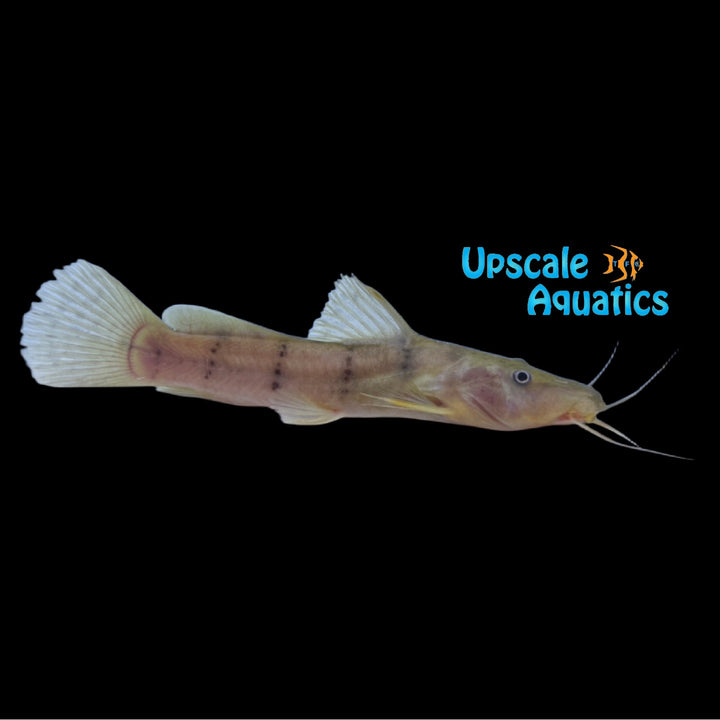 Dwarf Giraffe Catfish (Notoglanidium macrostoma)
