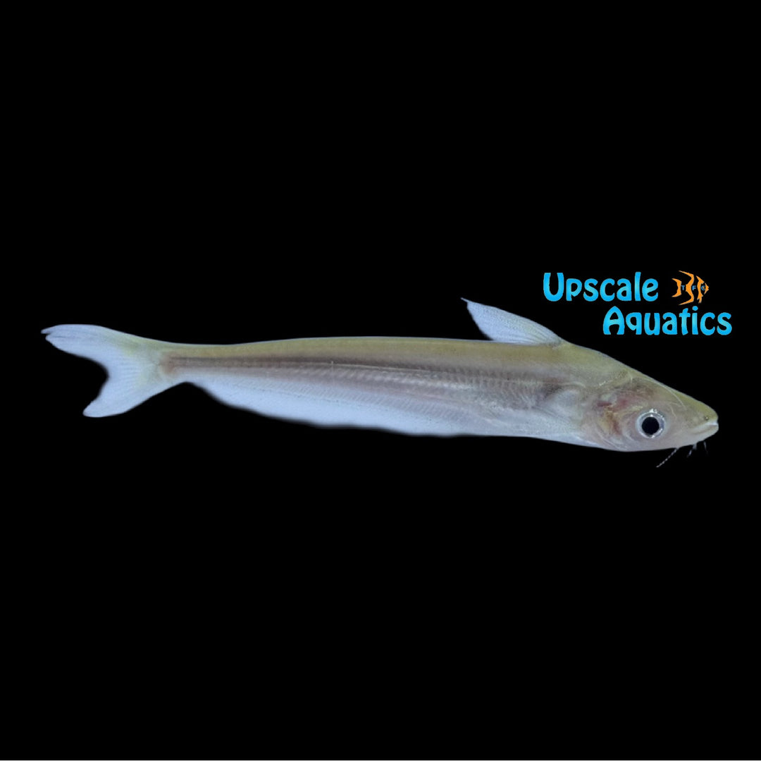 Grass Cutter Catfish (Schilbe mystus)
