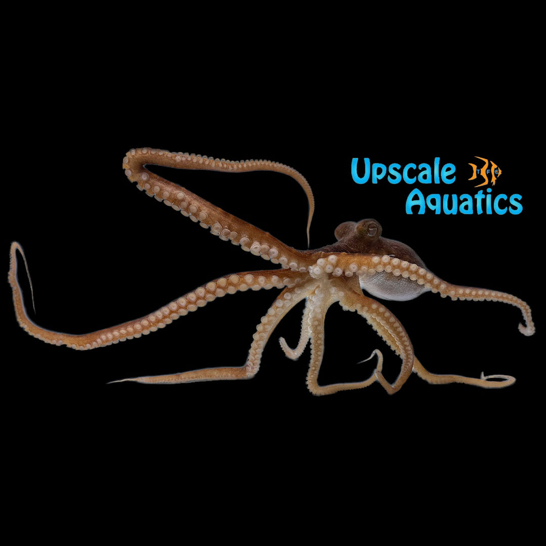 White Spotted Octopus (Callistoctopus macropus)