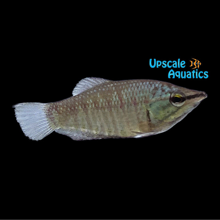 Vaillant's Chocolate Gourami (Sphaerichthys vaillanti)