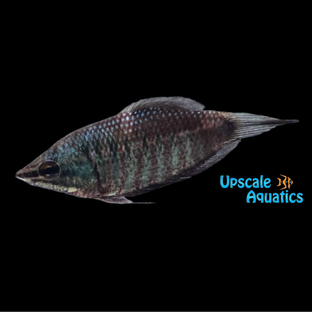 Vaillant's Chocolate Gourami (Sphaerichthys vaillanti)